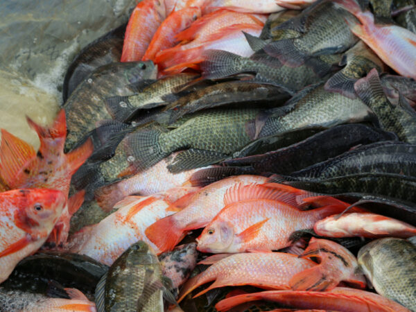 Programa Pescadería de Mi Barrio impacta positivamente la economía de las mujeres dominicanas