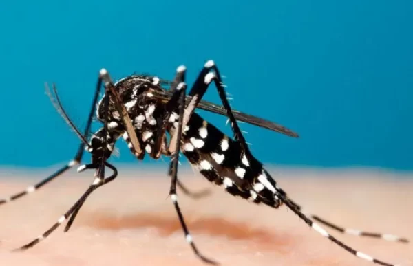 Ministerio de Salud Pùblica alerta contra la propagaciòn de la chikungunya en la regiòn