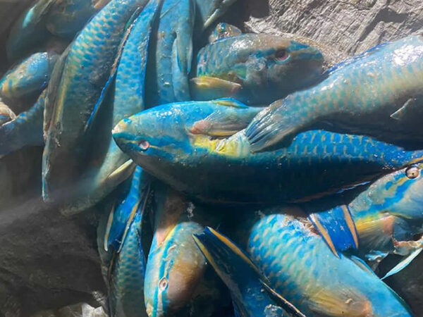 Ministerio de Medio Ambiente, CODOPESCA y SENPA incautan cargamento de pez loro y langosta pinta cuya captura está en veda