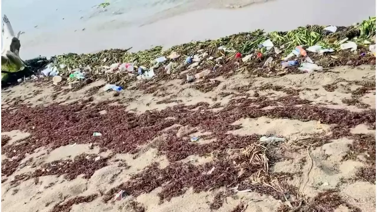 Ola de sargazo llega al Gran Santo Domingo y la costa sureste afectando a generadoras elèctricas