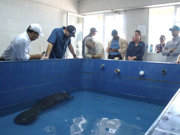 Ceara Hattòn confìa que el manati Jean Pedro pueda deasarrollar sus condiciones aducuadas