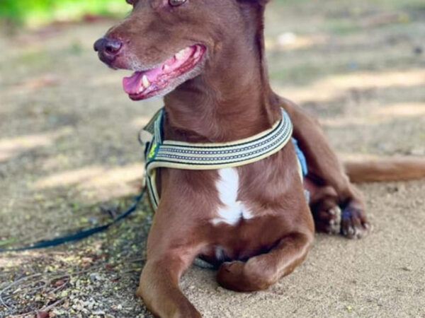 Dueño ofrece 120 mil pesos de recompensa a quien pueda dar con paradero de canino