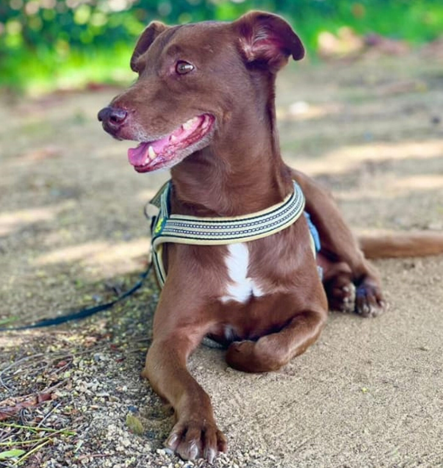 Dueño ofrece 120 mil pesos de recompensa a quien pueda dar con paradero de canino