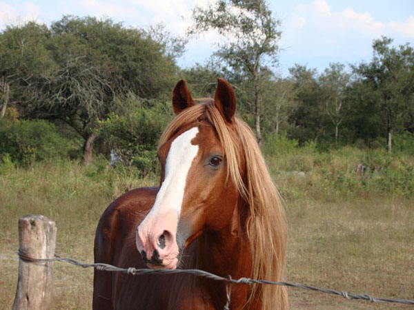 Arrestan en Florida dueño de caballos rescatados en estado de  desnutriciòn