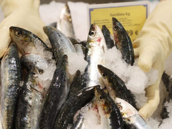 Mercurio en el pescado pone en peligro a màs de 20 millones de personas en el mundo